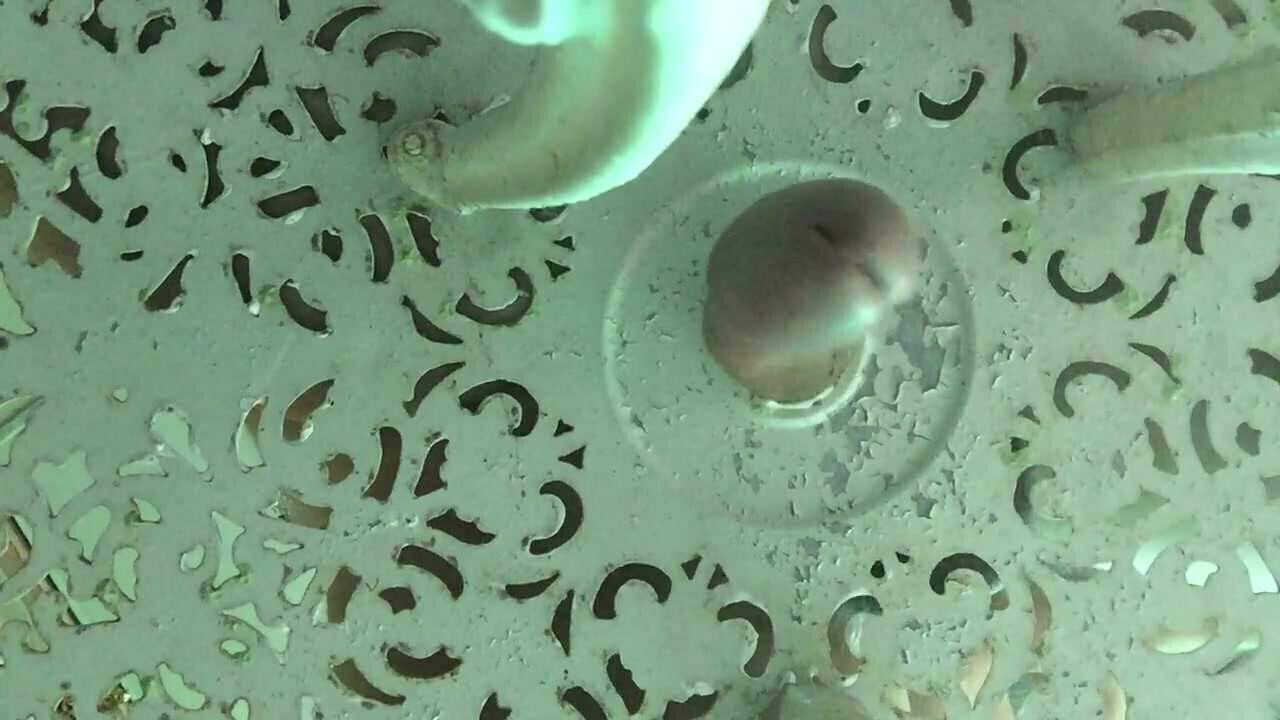 fucking table with tight hole