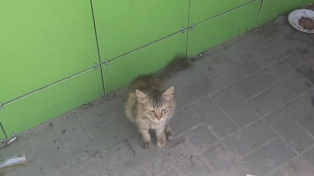 Накормил бездомную кошку возле магазина