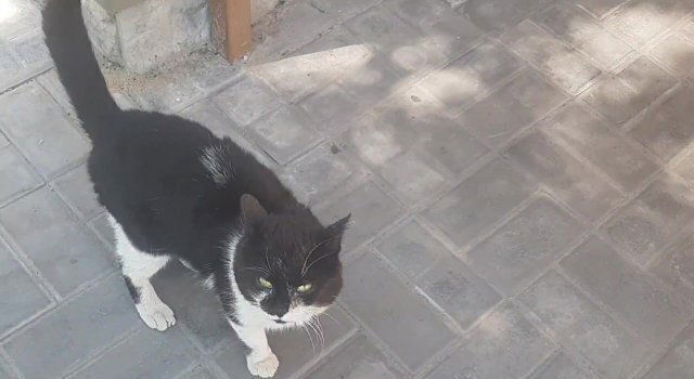 обратился кот.