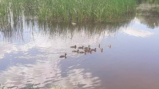 Нашел диких уток Урюпинске