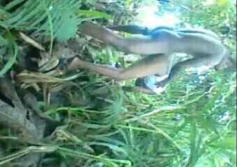 Yangpla Koap lo BUsh