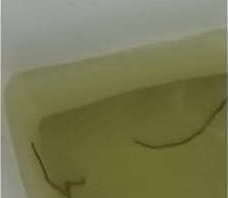 Madura Colombiana llyne Alvarez enga&ntilde_a marido dominicano