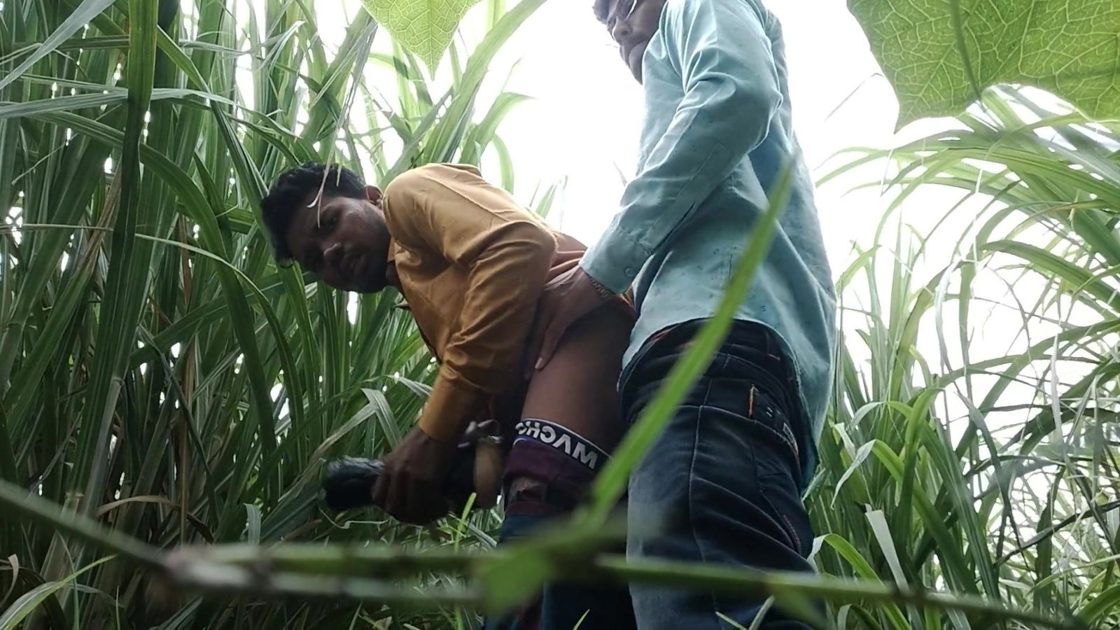 Sugar Cane Masterji Gifted Unique School Students Masterji Field