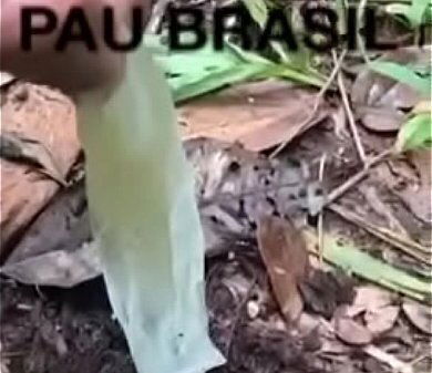 PedroPeloso C&uacute_ Largo &Iacute_ndio Floresta Amaz&ocirc_nica