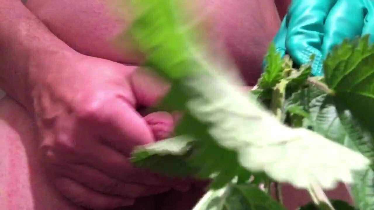 stinging nettle brennessel