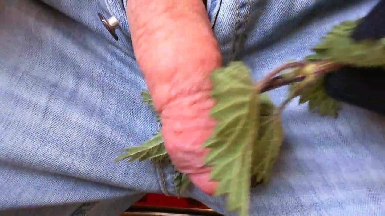 swollen cock after nettles spanking 