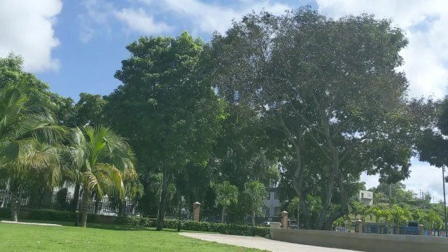 Beautiful Park Horny Sexy Ebony Slut Took Condo Blowjob Jhodez