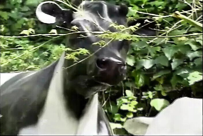 Wild Dark Haired Slut Ashley Blue Gets Asshole Ripped Pool