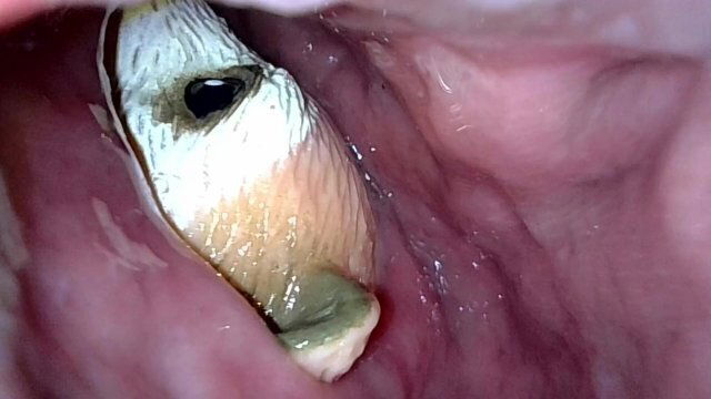 Meerkat getting rolled slimy guts