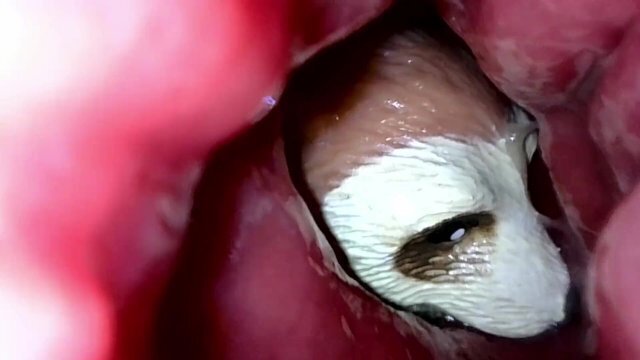 Meerkat gettting squished pressed insides