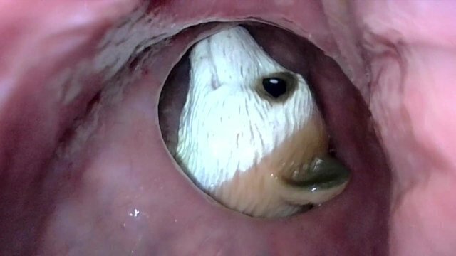 Meerkat getting tucked into sigmoid night