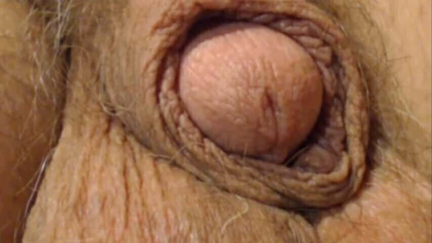 Old cock closeup