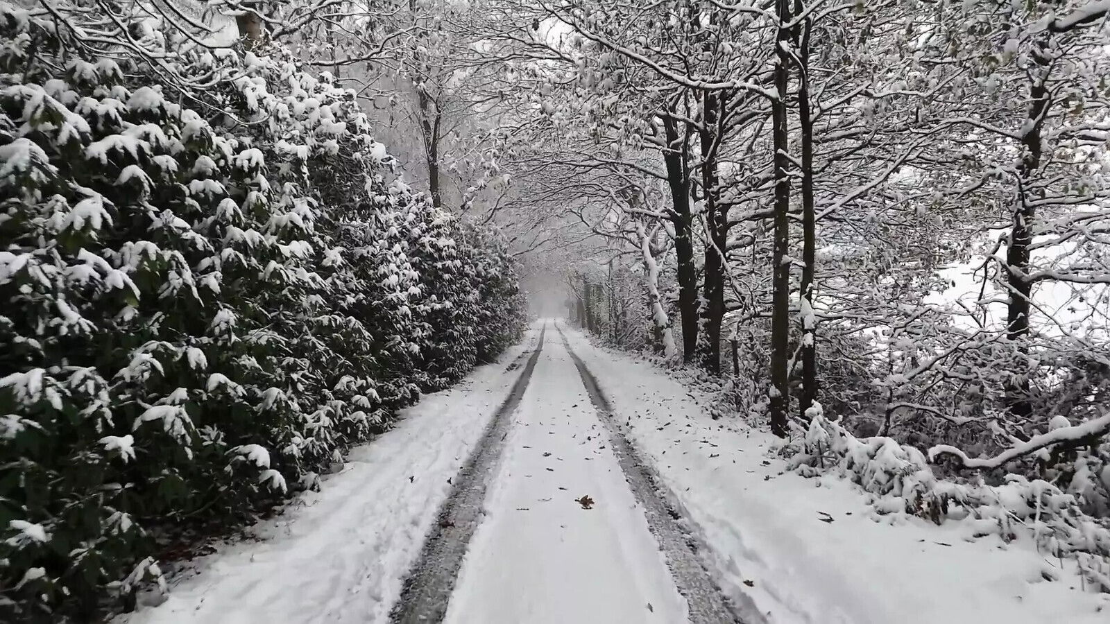 chick with large received